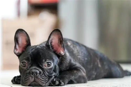 Onko ranskanbulldoggi hyvä ensikertalainen koiranomistaja? Kaikki mitä sinun tarvitsee tietää