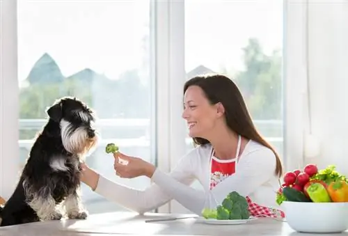 10 fôr med vitamin C for hunder: hundernæring