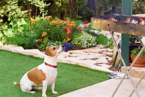 Sécurité du barbecue : 5 conseils pour les propriétaires d'animaux (Garder la sécurité de vos animaux)