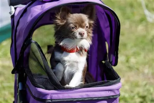 9 Kereta Dorong Anjing Terbaik untuk Kembara Berjalan Kaki pada 2023: Ulasan & Pilihan Teratas