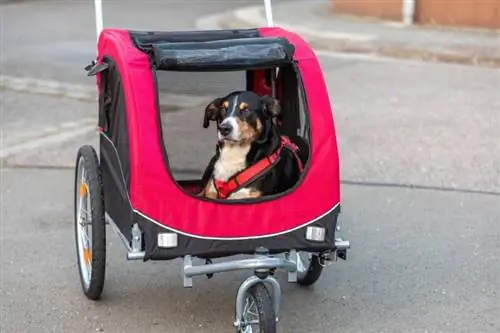 Die 10 besten Fahrradanhänger für Hunde im Jahr 2023: Bewertungen & Top-Picks