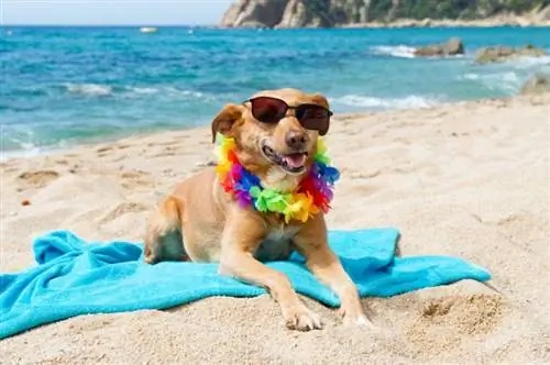 29 atividades divertidas de verão para fazer com seu cachorro (Guia de 2023)