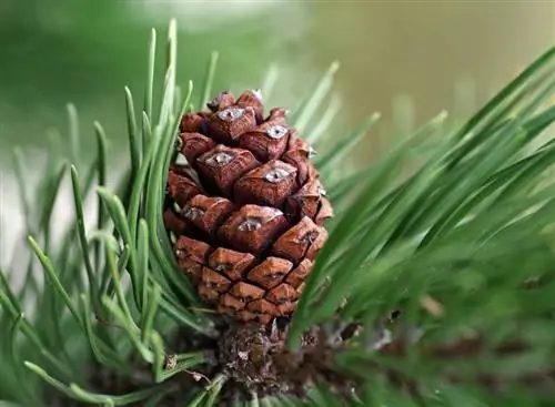 Bisakah Anjing Makan Kerucut Pinus? Saran yang Disetujui Dokter Hewan & FAQ