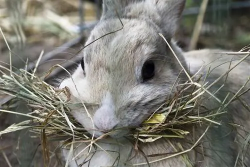 5 מאכילי הארנבים האוטומטיים הטובים ביותר בשנת 2023 – ביקורות & בחירות מובילות