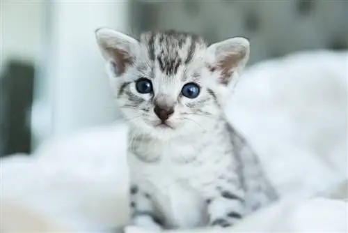 Waarom zijn kittens zo schattig? Wat de wetenschap ons vertelt