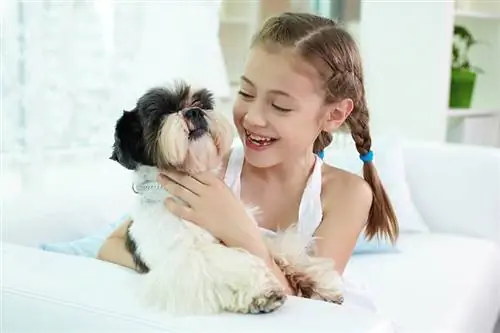 Será que um Shih Tzu vai se dar bem com meus filhos? Tudo que você quer saber