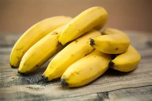 Қояндар банан жеуге бола ма? Фактілер & Жиі қойылатын сұрақтар