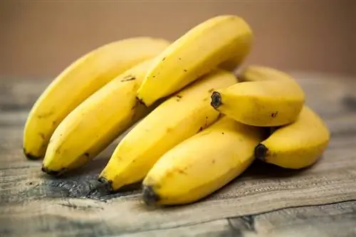 Kan kaniner spise bananer? Fakta & FAQ