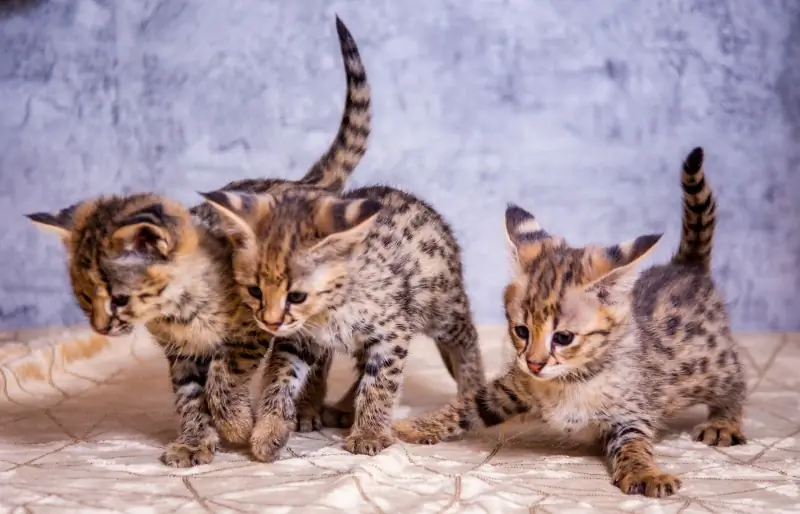 Tempo de vida do gato Savannah – Quanto tempo eles vivem?