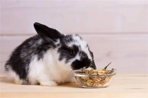 7 beste voedingsmiddelen voor konijnen voor gewichtstoename in 2023 – Recensies & Topkeuzes
