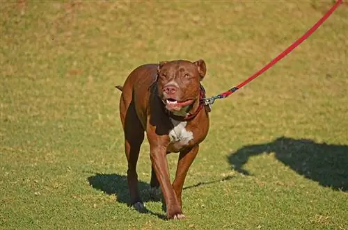 A janë të ndaluara Pit Bulls në Afrikën e Jugut? Gjithçka që duhet të dini