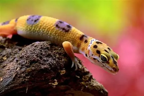 Els geckos lleopard tenen dents? Fets & Preguntes freqüents