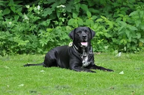 10 גזעי כלבים ספורטיביים מובילים (עם תמונות)