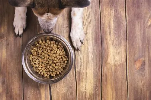BHA e BHT: ingredienti del cibo per cani da evitare