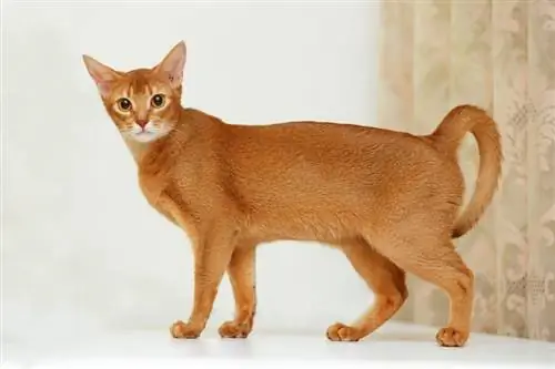 Abyssinian Cat Race Info, Billeder, Temperament & Træk