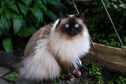 Himalayan Cat: Impormasyon ng Lahi, Mga Larawan, Ugali & Mga Katangian