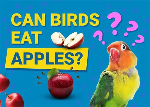 آیا پرندگان می توانند سیب بخورند؟ آیا برای آنها سالم است؟