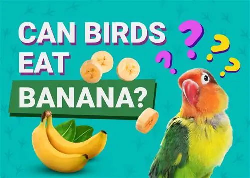 Kan fåglar äta bananer? Allt du vill veta