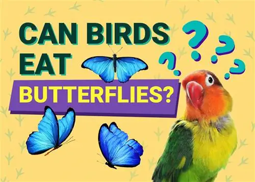 Kan fugler spise sommerfugler? Potensielle fordeler & Risikoer forklart