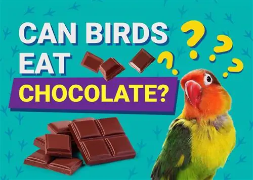 Kan fugler spise sjokolade? Fakta & FAQ