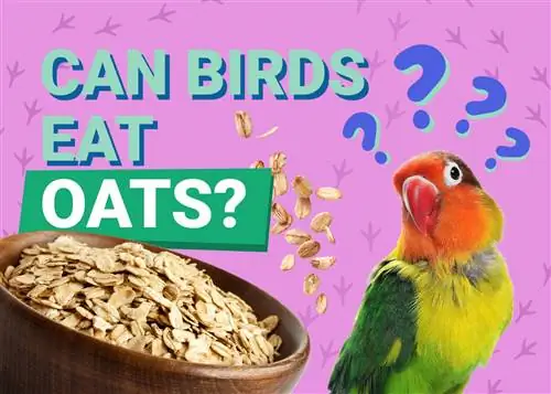 ¿Pueden los pájaros comer avena? ¡Todo lo que quieras saber
