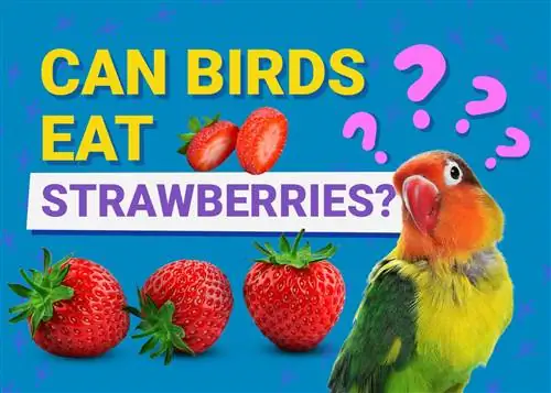 Können Vögel Erdbeeren essen? Alles, was Sie wissen wollen