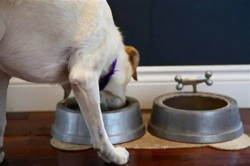 10 levinumat koerte rasvaallikat: koerte toitumine & Tervis
