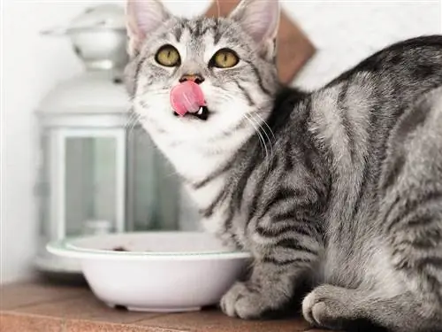 5 מקורות החלבון הטובים ביותר לחתולים: דיאטת חתולים & בריאות
