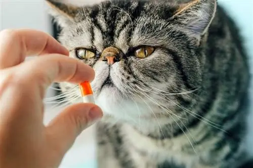 Adakah Suplemen Meningkatkan Imun untuk Kucing Berfungsi? Inilah Yang Dikatakan Sains