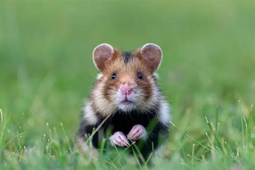 Daftar Periksa Utama untuk Berkemah Bersama Hamster (5 Tips Pakar)