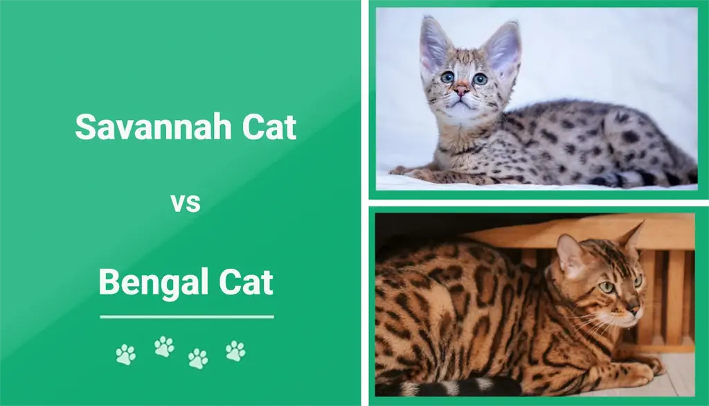Савана котка срещу бенгалска котка: Разликите (със снимки)