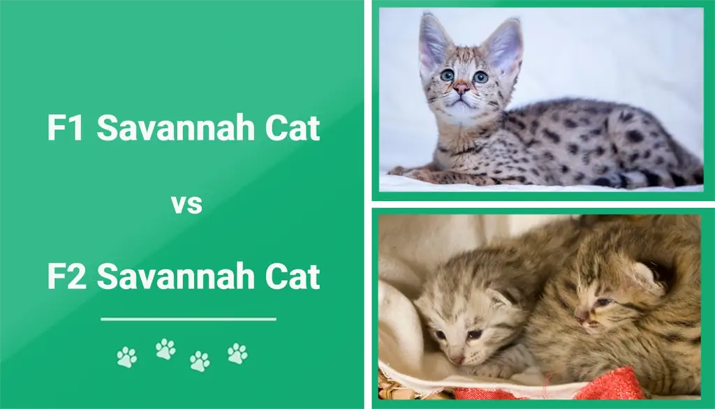 F1 vs F2 Savannah Cat: The Differences (Med bilder)