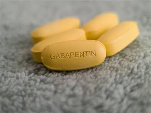 Gabapentin til katte: Vores dyrlæge forklarer anvendelser, ofte stillede spørgsmål og potentielle bivirkninger