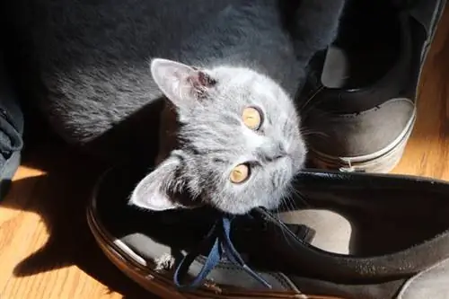 Warum liebt meine Katze meine Schuhe? 7 mögliche Gründe