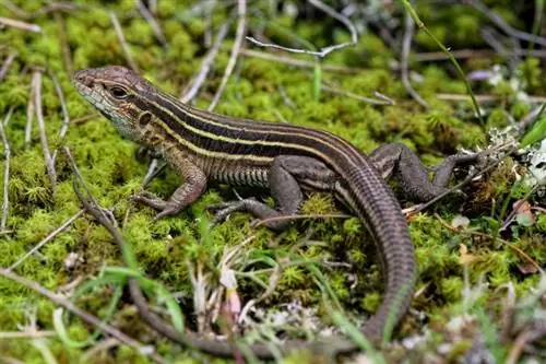 Michiganis leiti 4 sisalikku (koos piltidega)