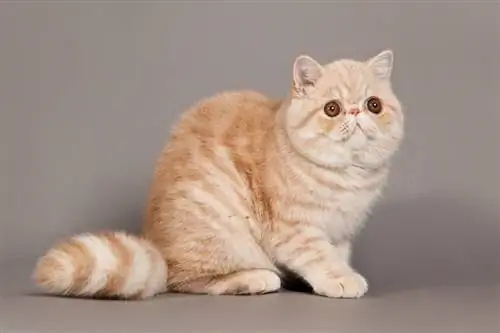 Rasa de pisici exotice cu păr scurt: informații, imagini, temperament & Trăsături