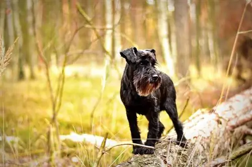 15 terjerų šunų veislių tipų: mažas & didelis (su nuotraukomis)