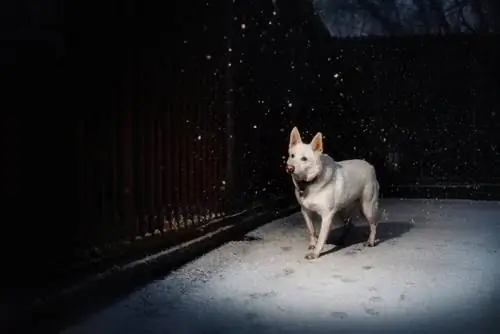 Czy psy widzą w ciemności? Fakty & Mity na temat wzroku psa