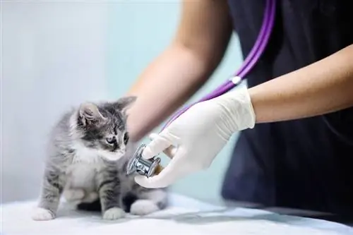 Посещения при ветеринар за котки: Колко ще струва? Ръководство за цените за 2023 г
