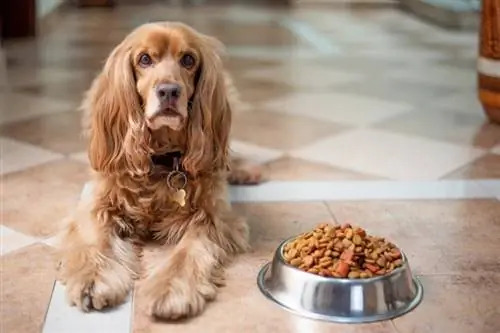 ¿Cuántas calorías necesita mi perro? (Calculadora de calorías)