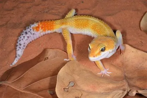 Ирвэс Gecko-ийн 30 төрөл: Өнгөний жагсаалт & Зураг