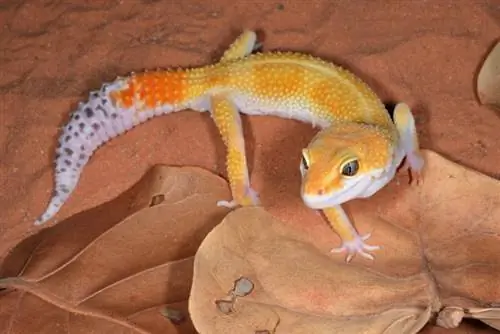 30 de tipuri de leopard Gecko Morphs: Lista de culori & Imagini