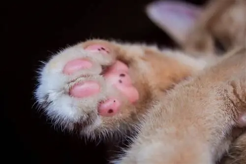 9 fets fascinants sobre els "fesols" del gat que et sorprendran