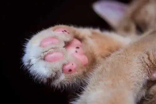 9 fascinerende fakta om katte "Toe Beans" , der vil overraske dig