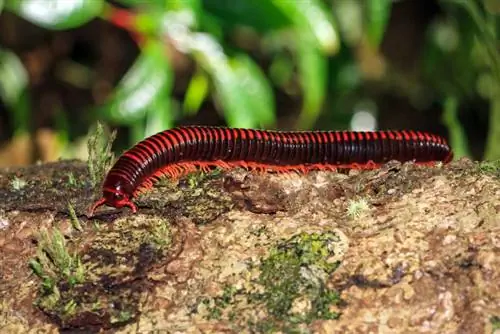 Centipedele uriașe & Milpiedele fac animale de companie bune?