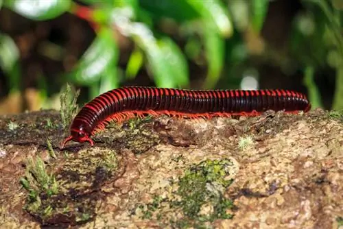 A bëjnë kafshë shtëpiake të mira Centipedes Giant & Millipedes?