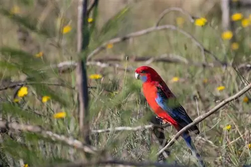 Crimson Rosella: Personality, Food & Care Guide (with Pictures)