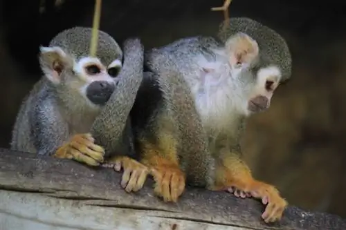Аалз сармагчингууд сайн тэжээвэр амьтан болдог уу? Таны мэдэх ёстой зүйл
