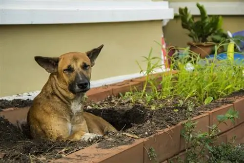 Ist Mulch sicher für Hunde? Unsere vom Tierarzt anerkannte Beratung