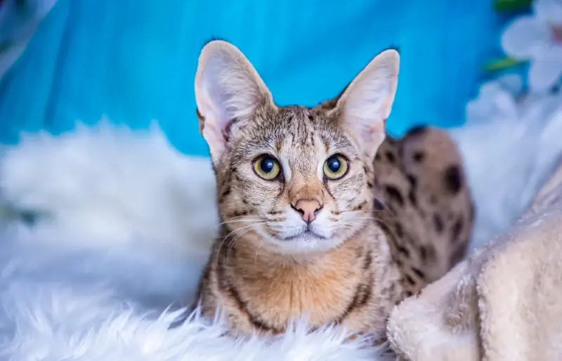 Adakah Kucing Savannah Haiwan Yang Baik? Kebaikan, Keburukan & Soalan Lazim